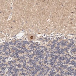 TXNL1 Antibody, Novus Biologicals 0.1mL; Unlabeled:Antibodies, Polyclonal